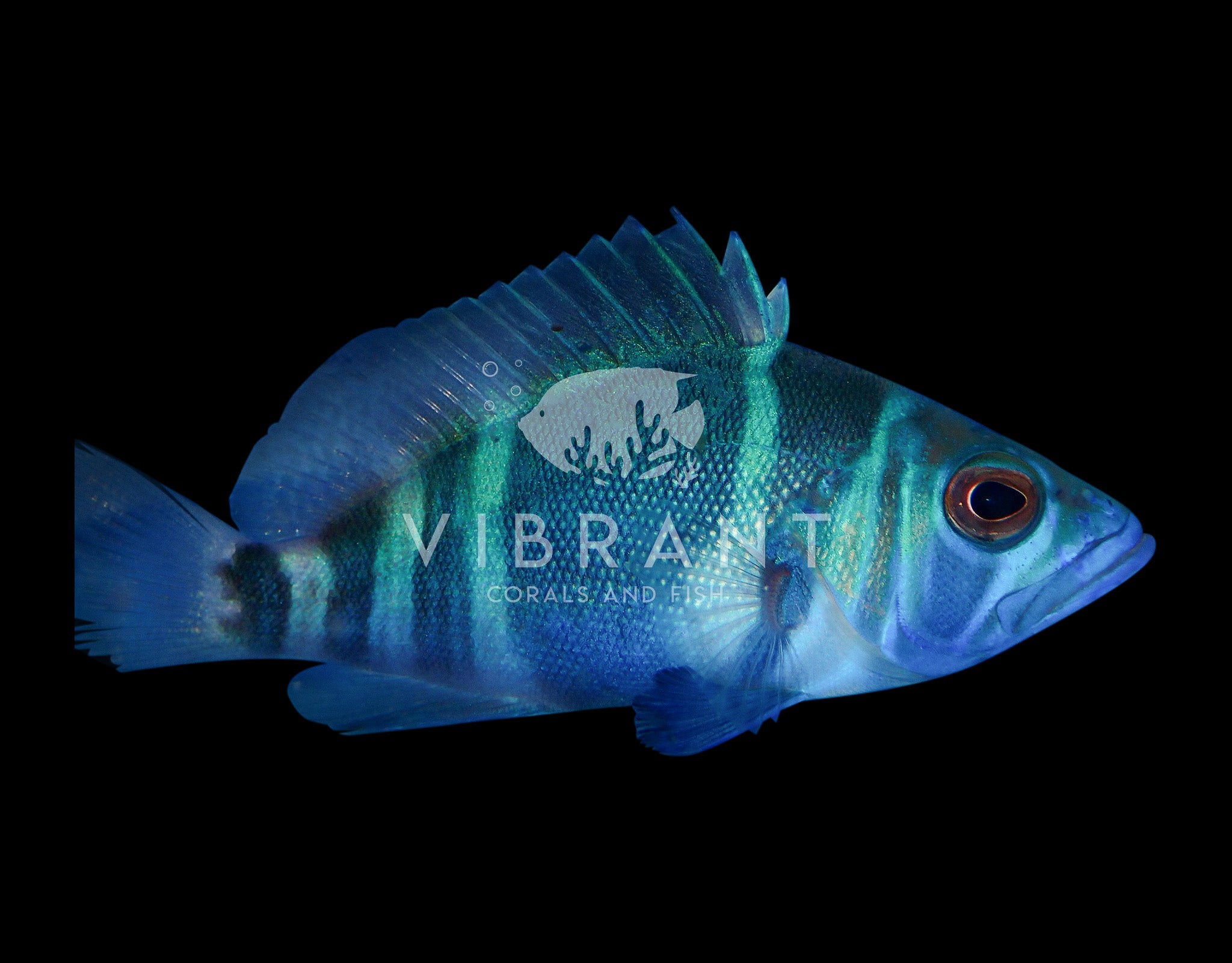 Indigo Hamlet (Hypoplectrus indigo)