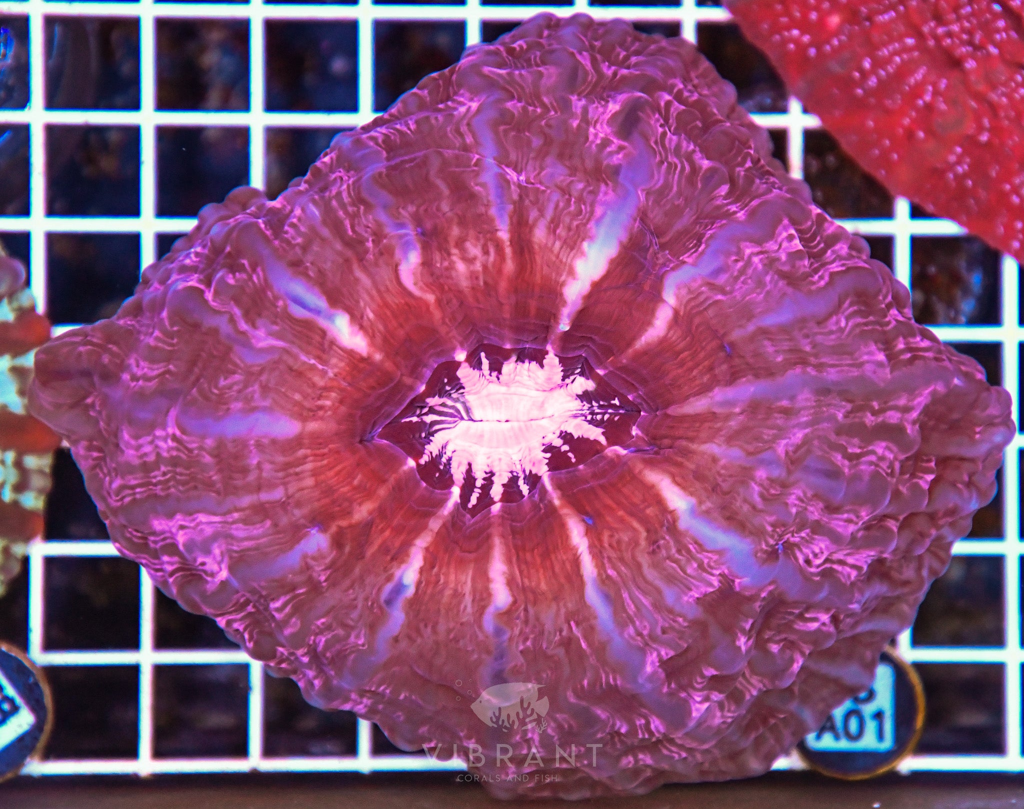 Indophyllia INDO W