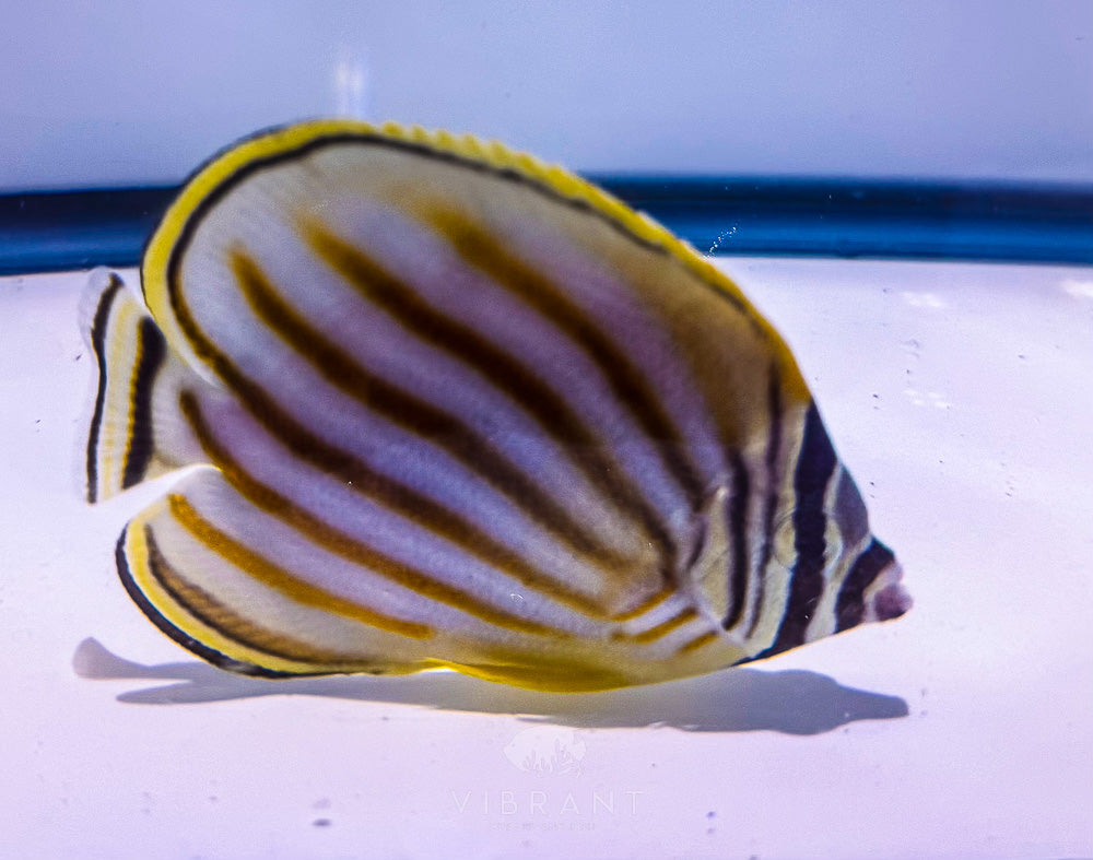 Ornate Butterflyfish (Chaetodon ornatissimus)