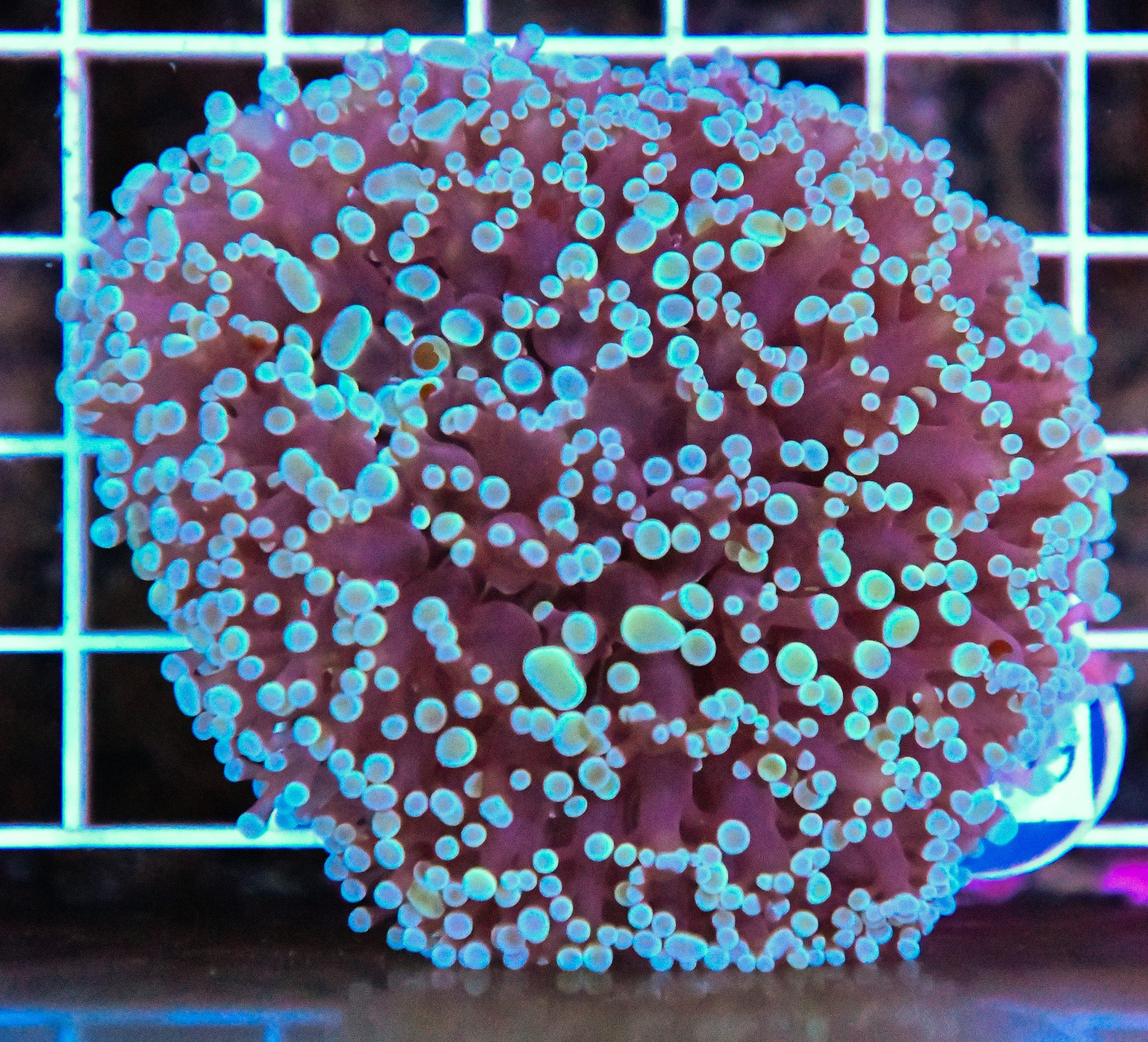Kingspawn Ultra WAUS