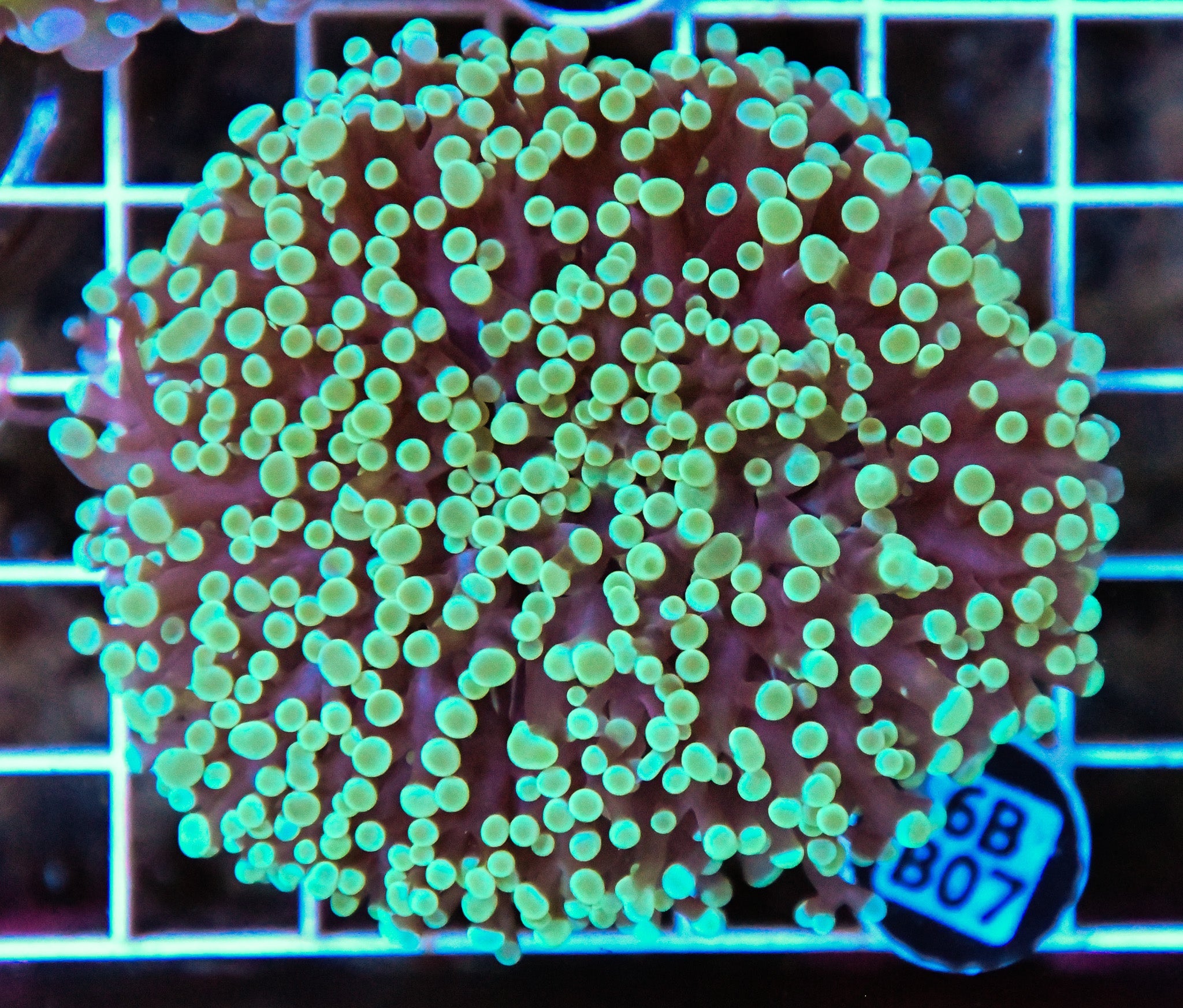 Kingspawn Ultra WAUS