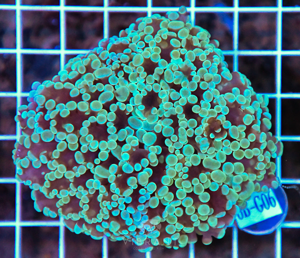 Kingspawn WAUS
