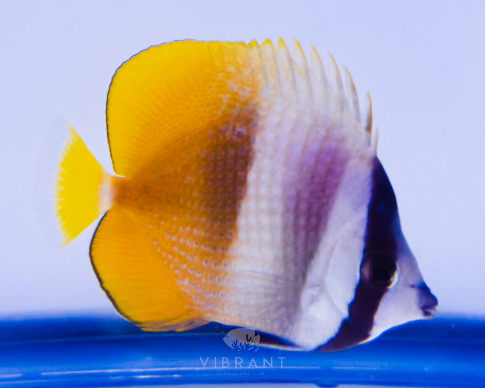 Orange Kleini Butterfly (Chaetodon kleinii)