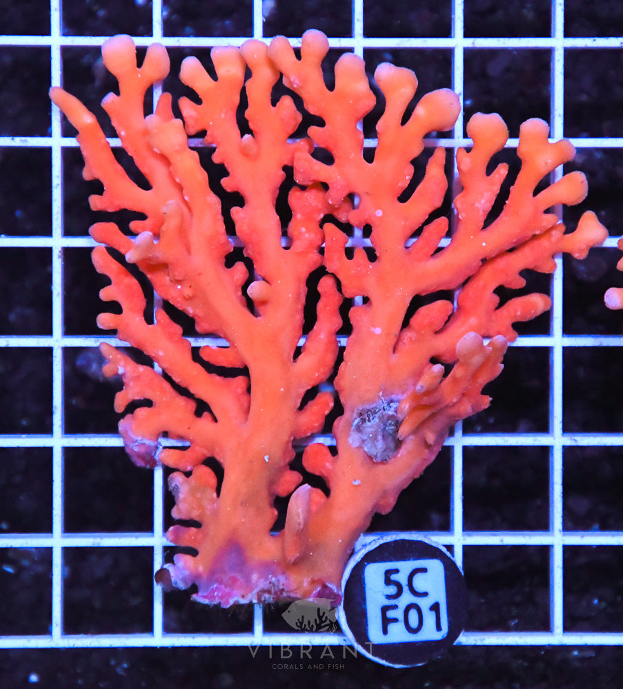 Lace Coral AUS