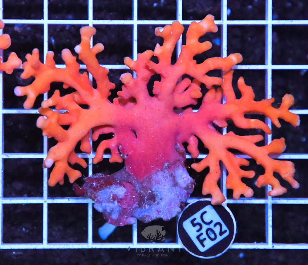 Lace Coral AUS