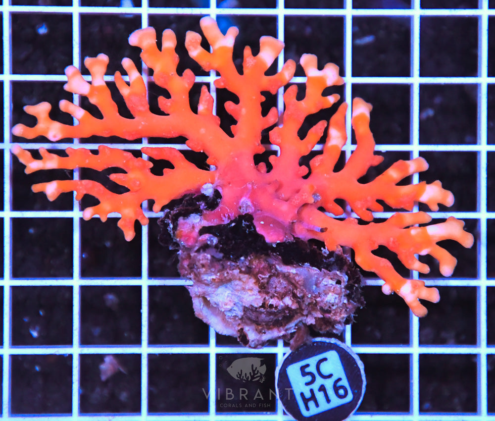 Lace Coral AUS