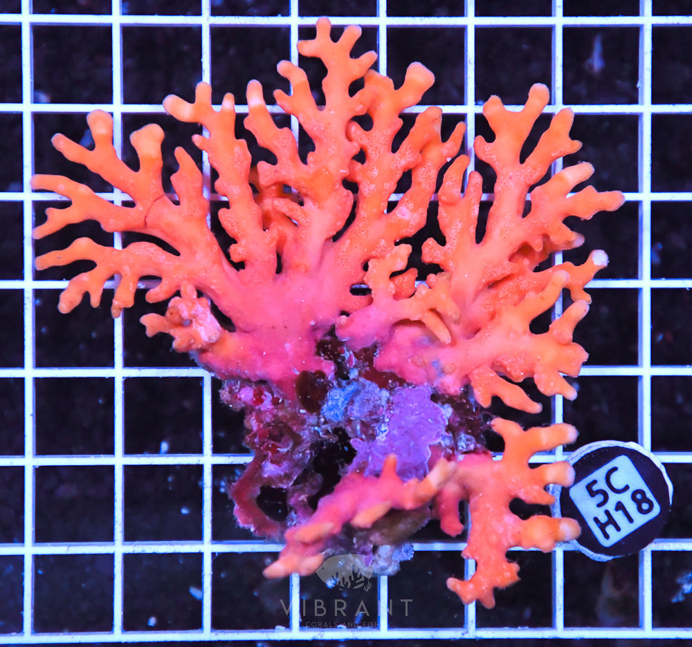 Lace Coral AUS