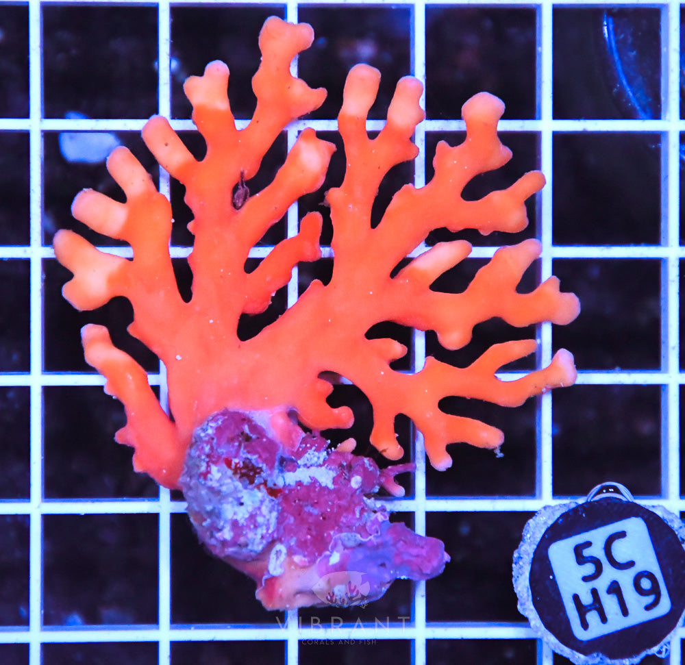 Lace Coral AUS