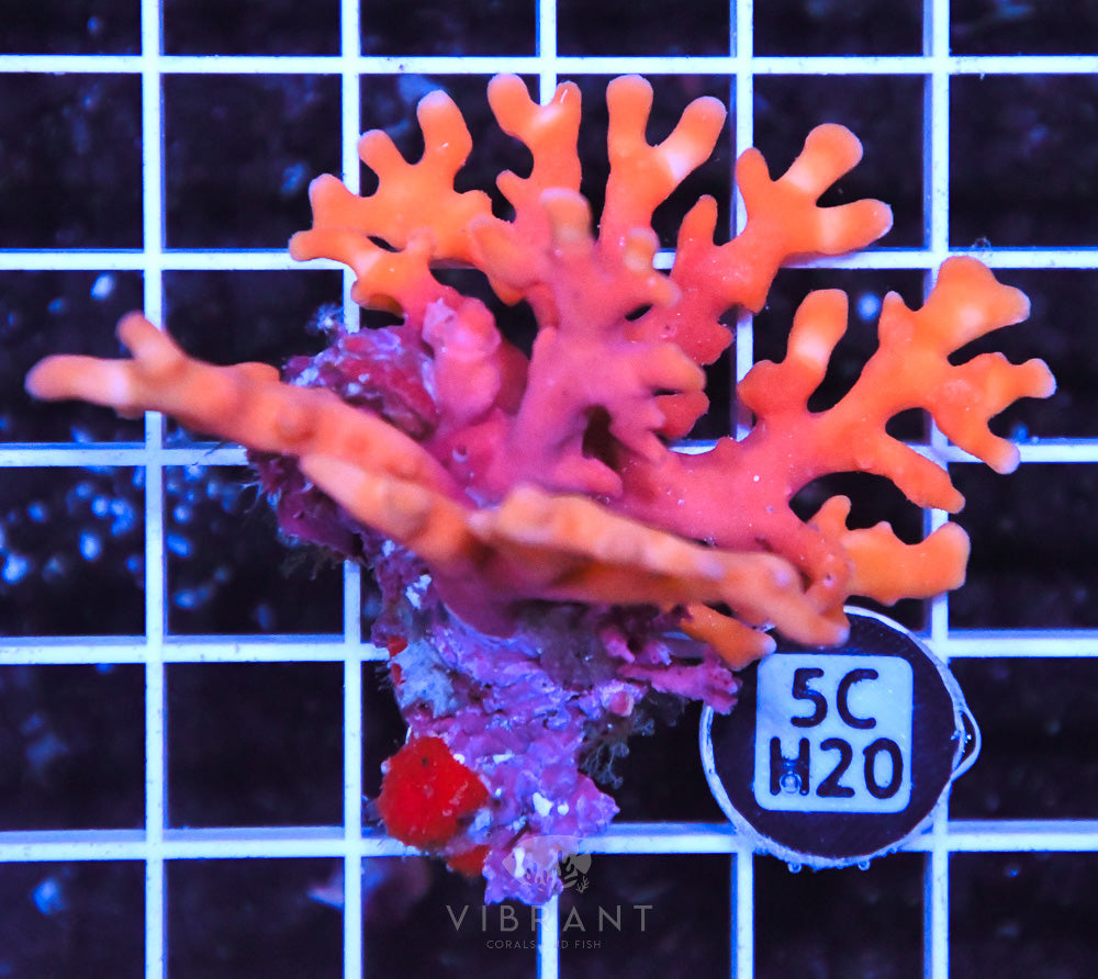 Lace Coral AUS