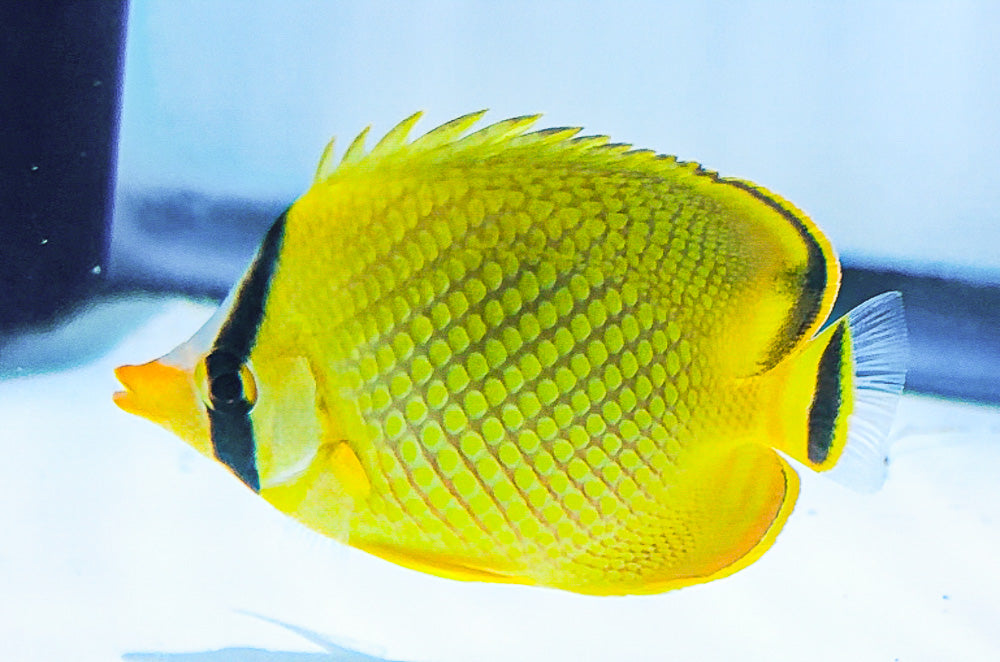 Latticed Butterfly Fish 3-4” SAMPLE