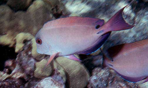 Lavender Tang (Acanthurus nigrofuscus)