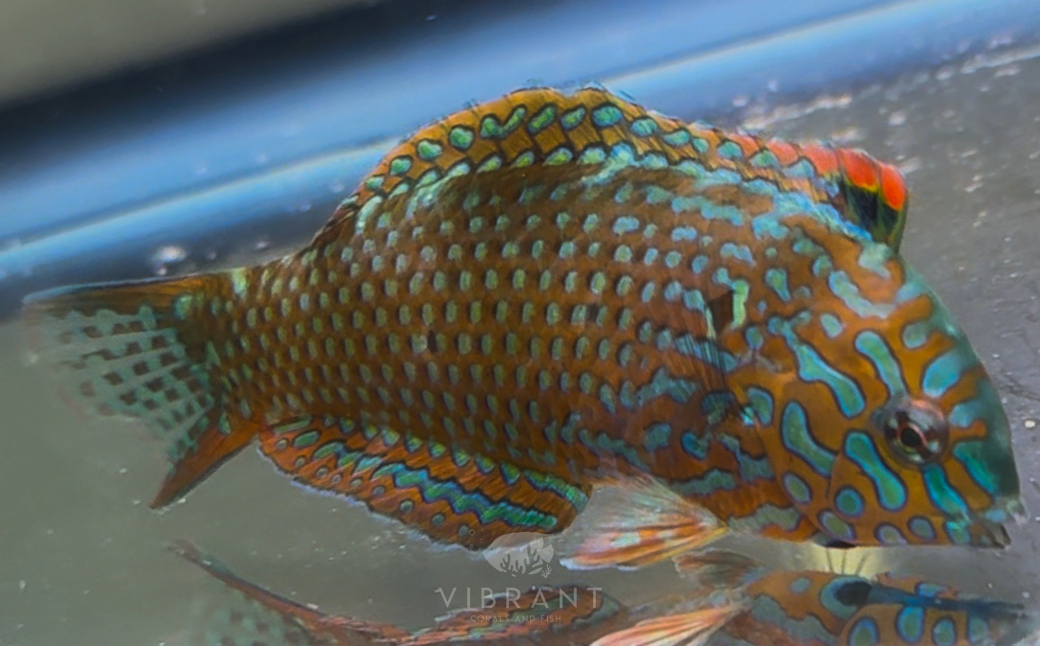 Green Leopard Wrasse, Male (Macropharyngodon meleagris)