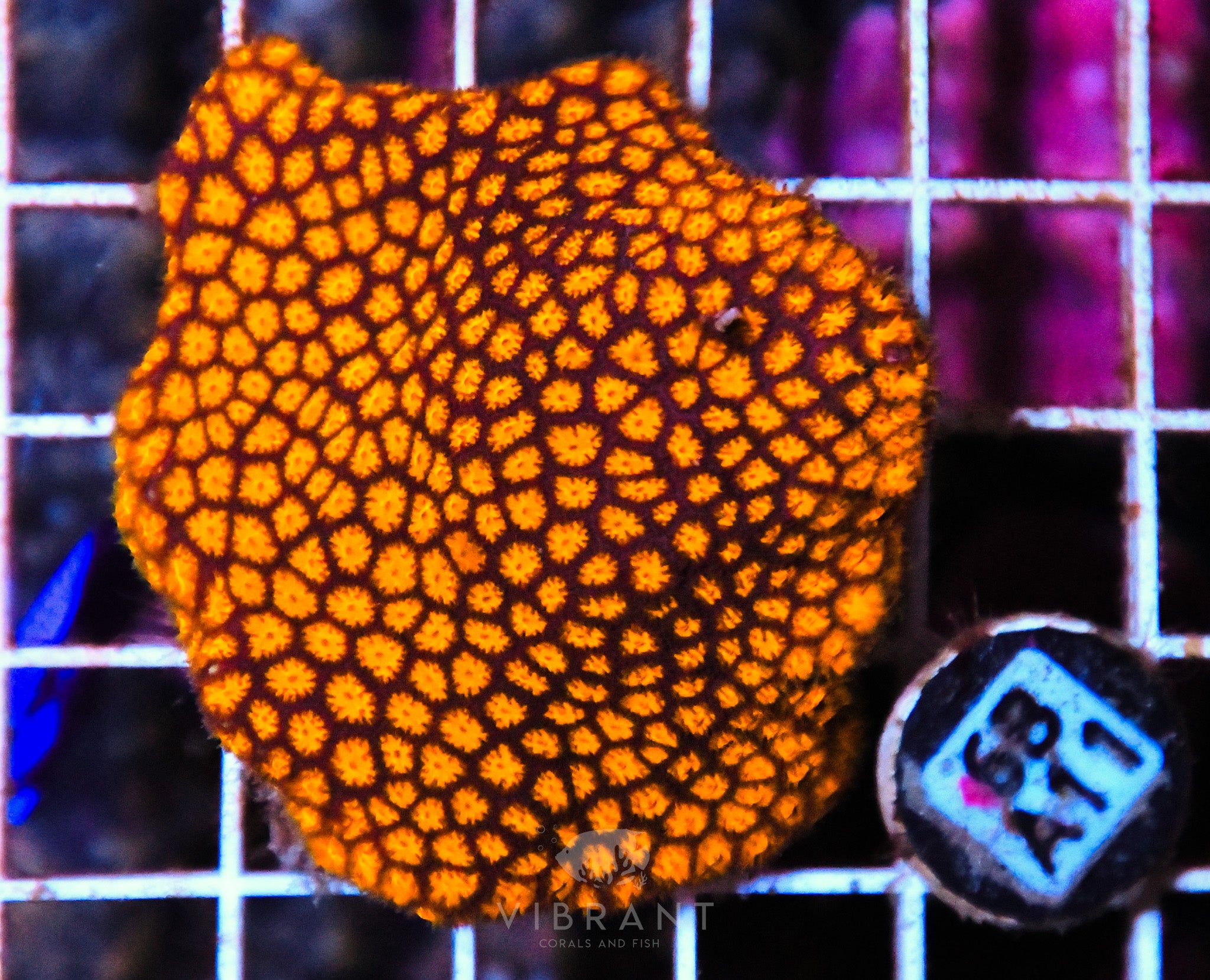 Leptastrea Ultra AUS