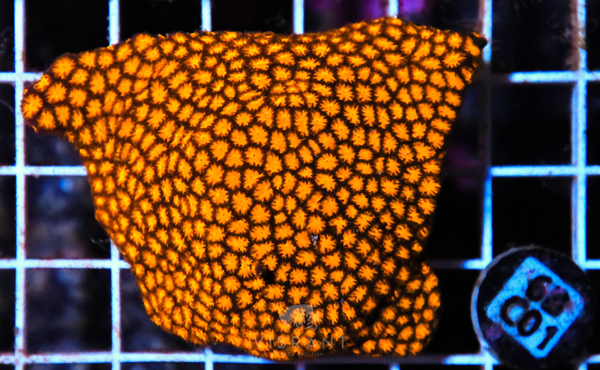 Leptastrea Ultra AUS
