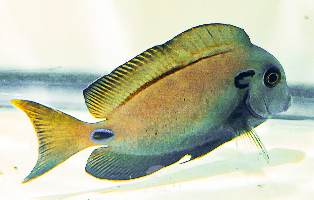 Lieutenant Tang (Acanthurus tennenti)