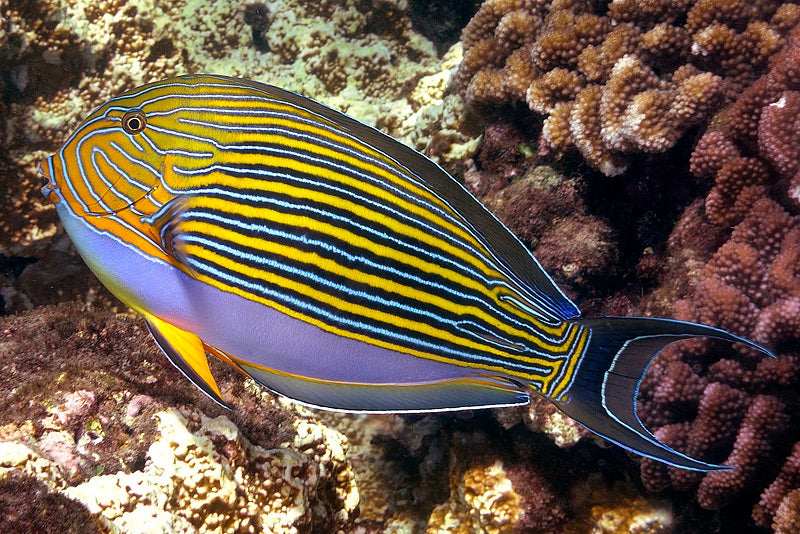 Clown Tang (Acanthurus lineatus)