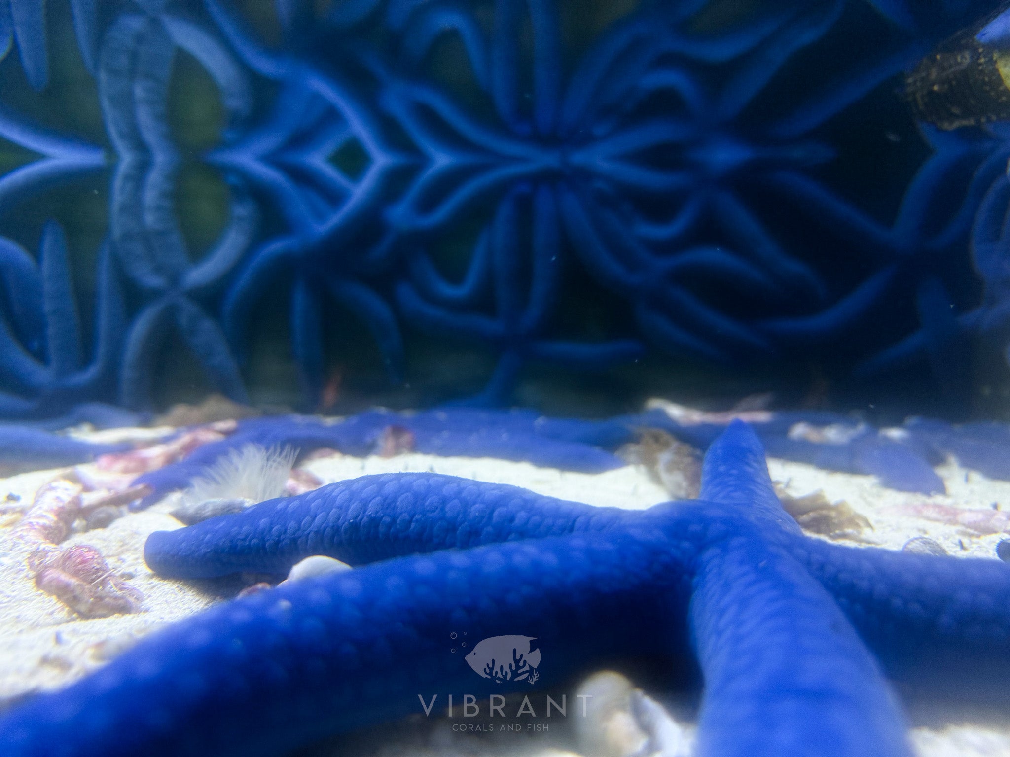 Blue Linckia Sea Star (Linckia laevigata)