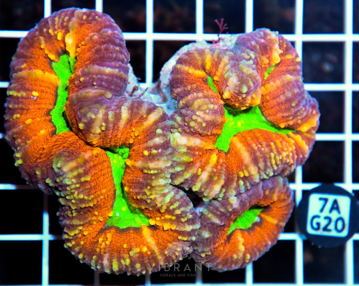Lobophyllia AUS
