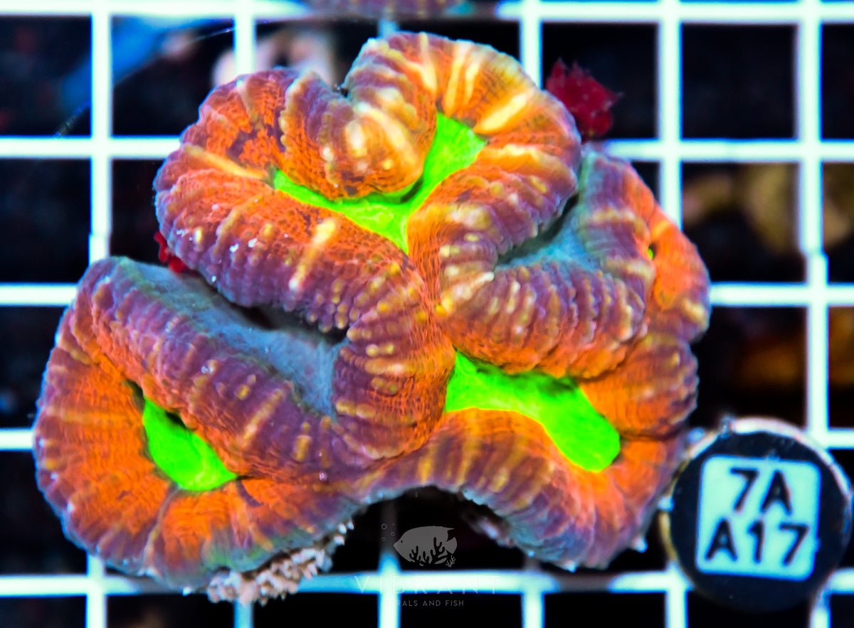 Lobophyllia AUS