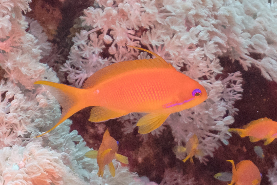 Lyretail Orange Anthias Female (Pseudanthias Squamipinnis)