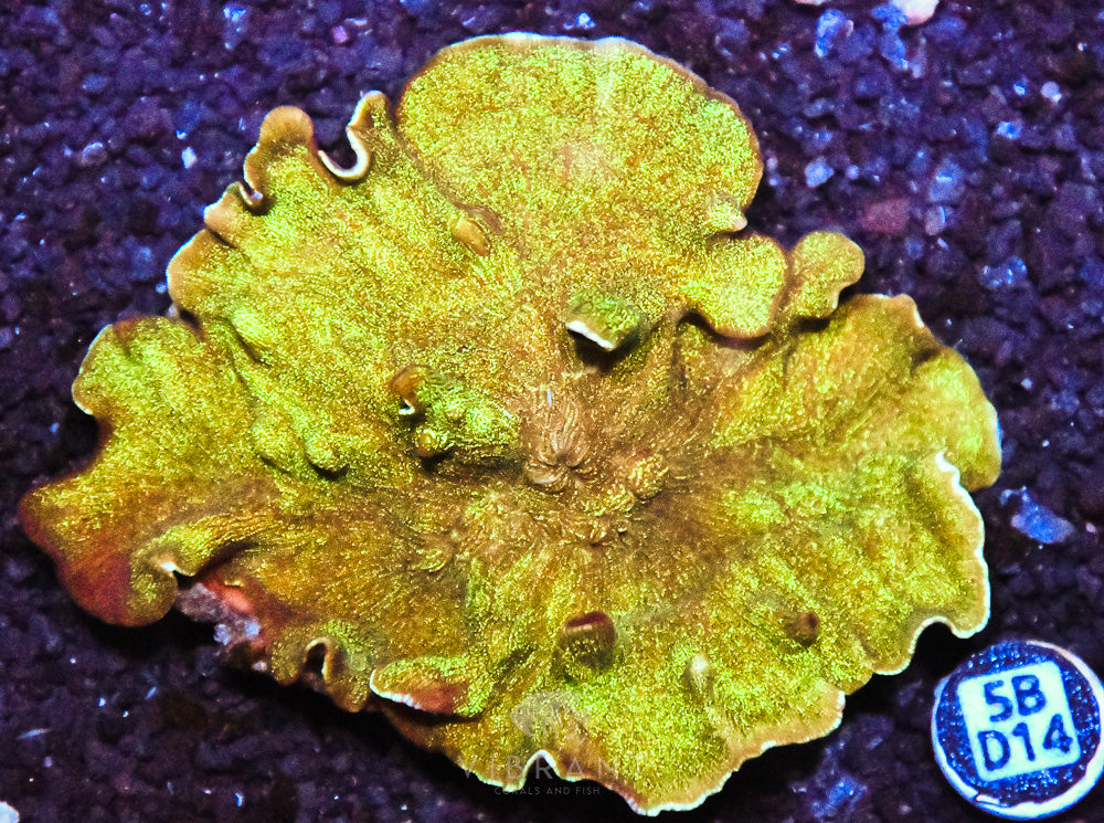 Scroll Coral AUS