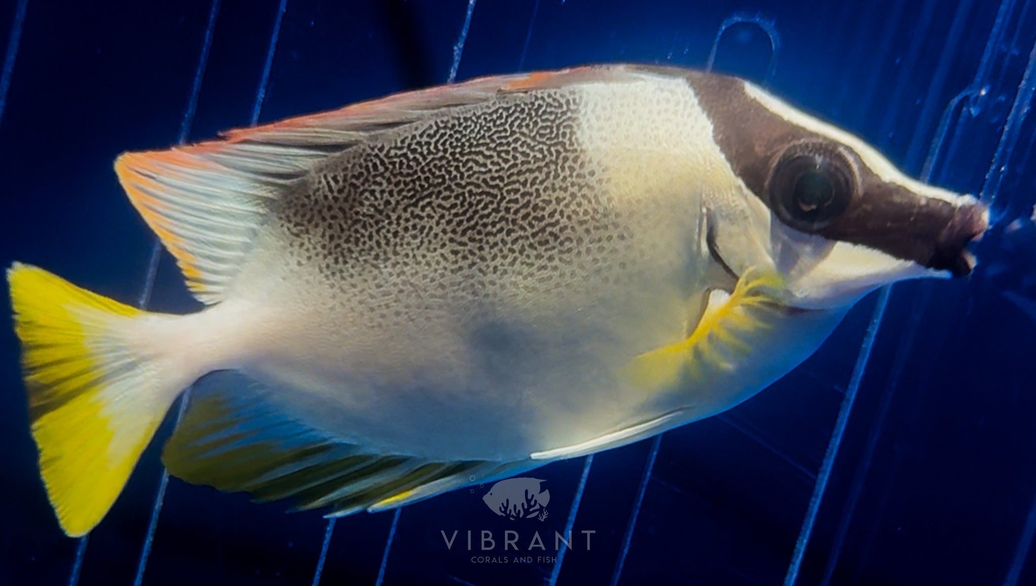 Magnificent Foxface (Siganus magnificus)