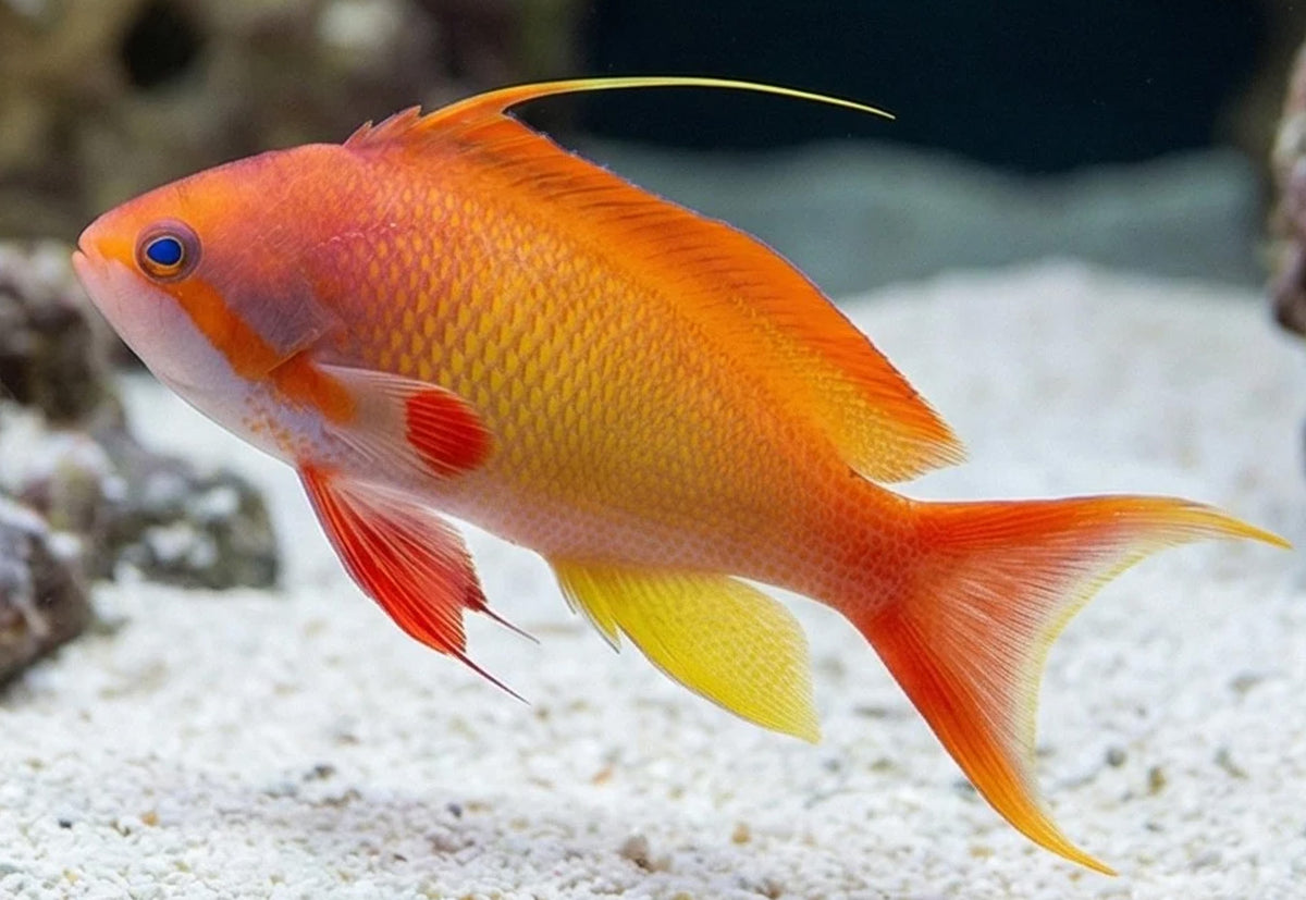 Lyretail Orange Anthias Male (Pseudanthias Squamipinnis)