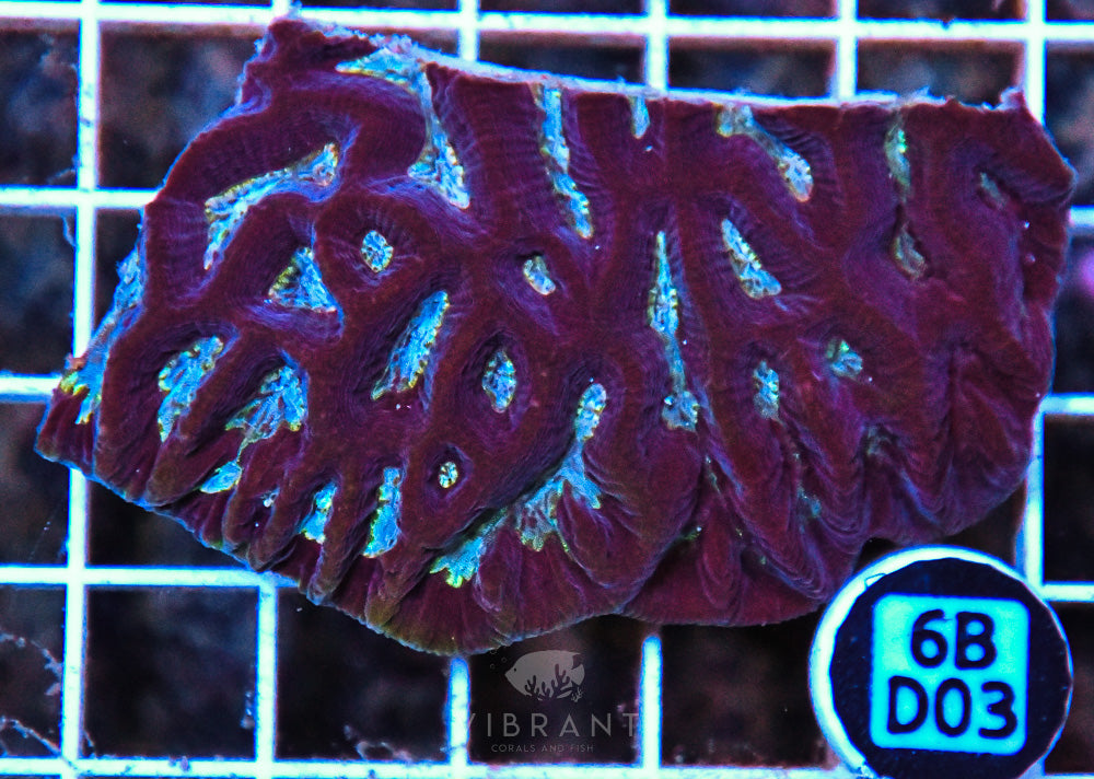 Maze Ultra AUS