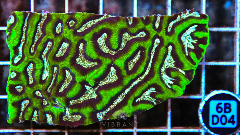 Maze Ultra AUS
