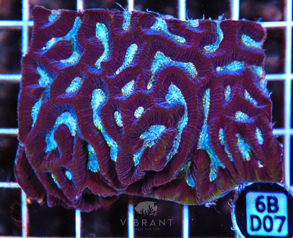 Maze Ultra AUS