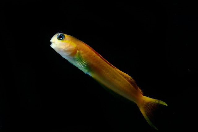 Midas Blenny (Ecsenius midas)