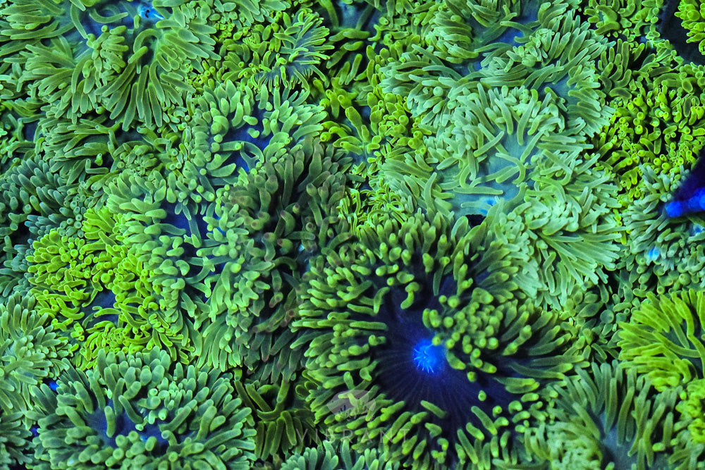 Mixed Green Anemone 6pk SAMPLE