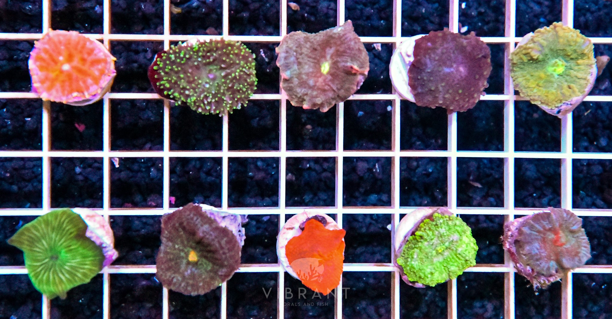 Frag Mushroom 10pp Pack SAMPLE