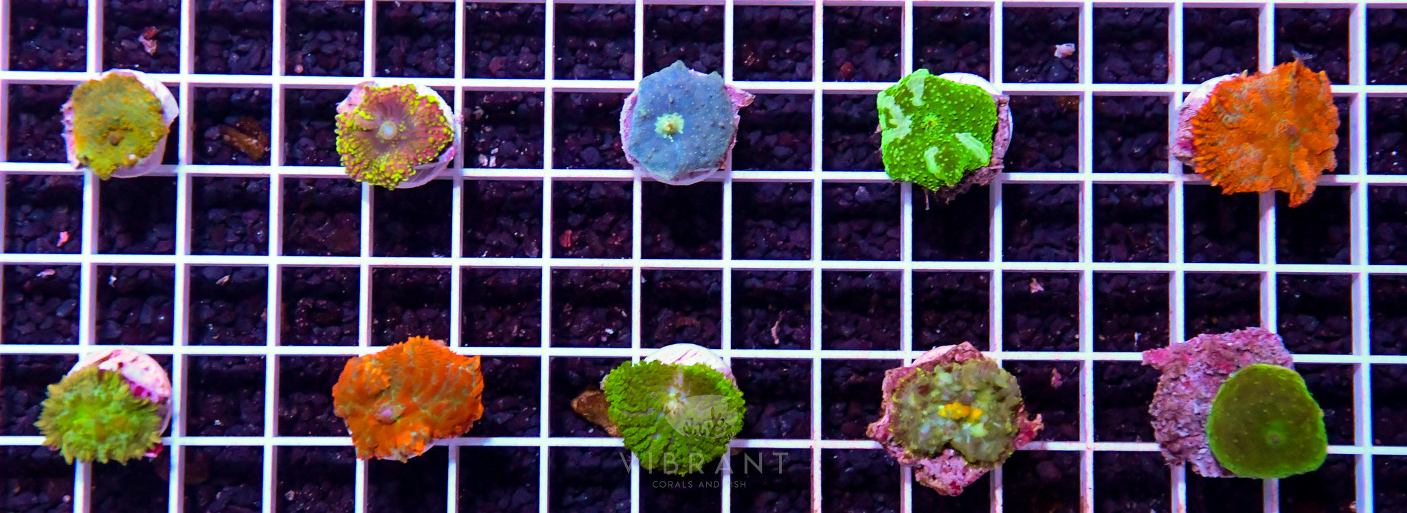 Frag Mushroom 10pp Pack SAMPLE