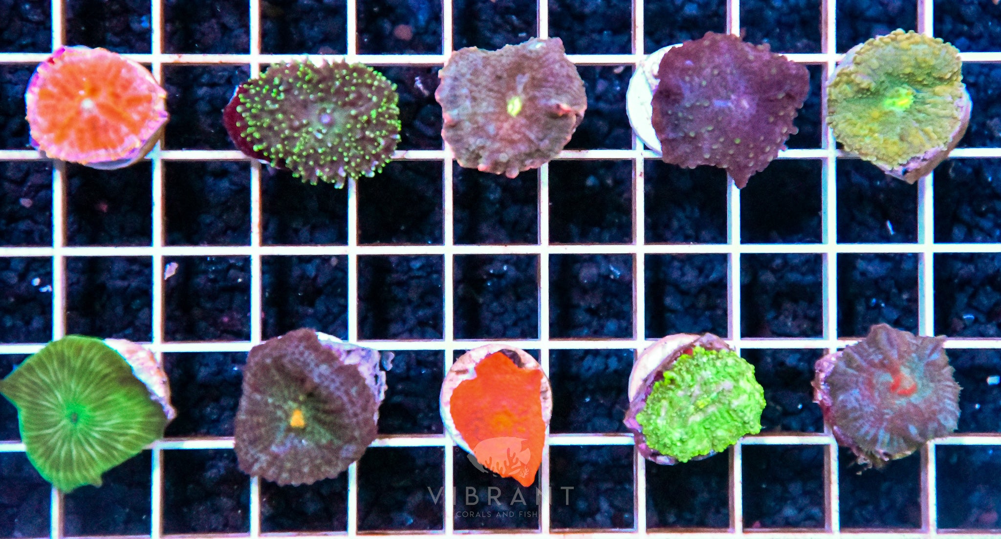 Frag Mushroom 10pp Pack SAMPLE