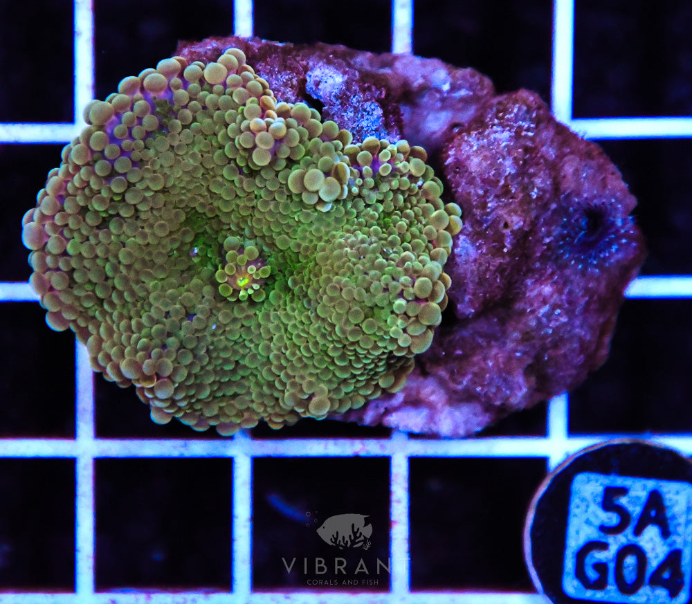 Mushroom Ultra SOL
