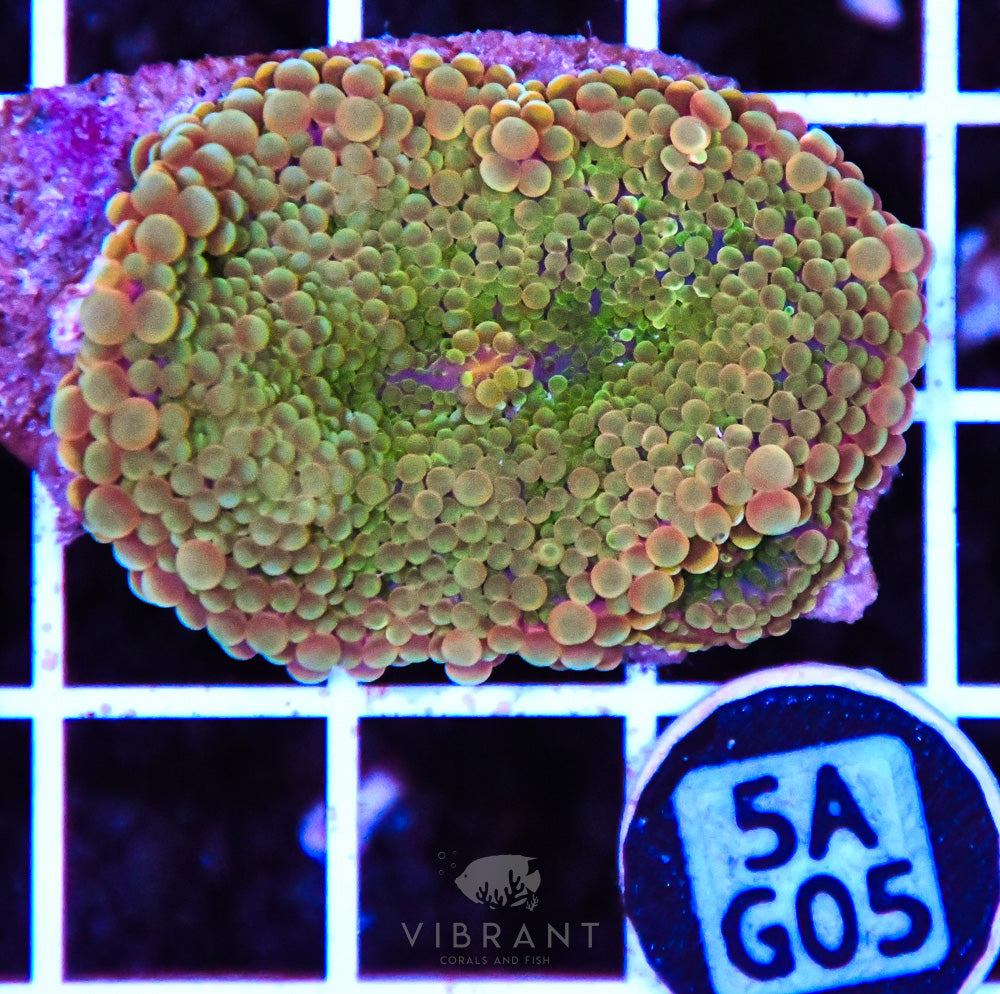 Mushroom Ultra SOL