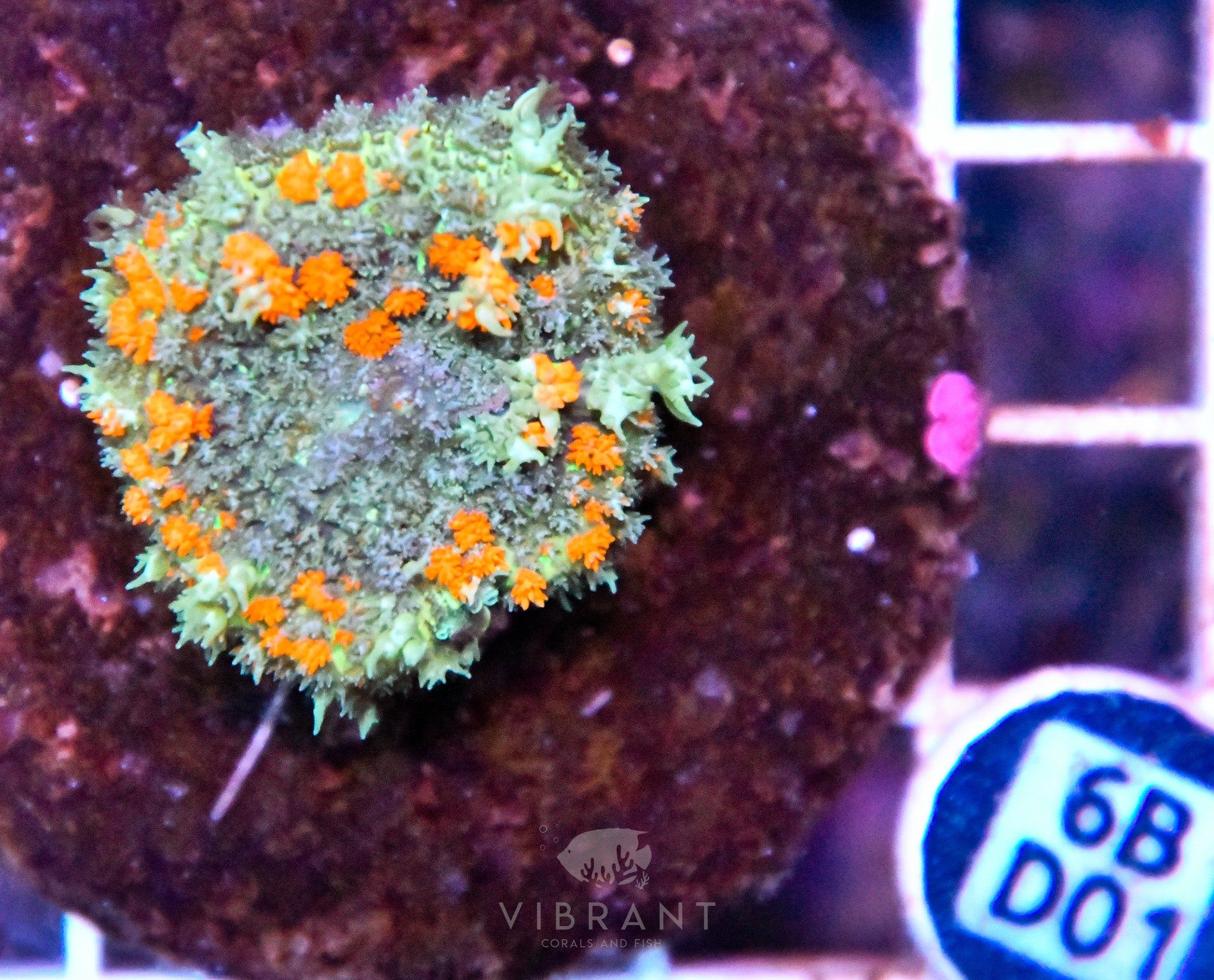 Mushroom INDO