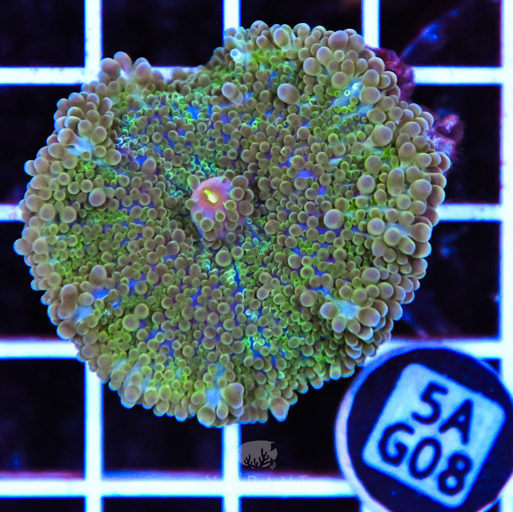 Mushroom Ultra SOL