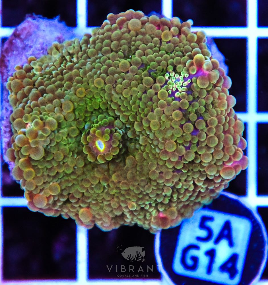 Mushroom Ultra SOL