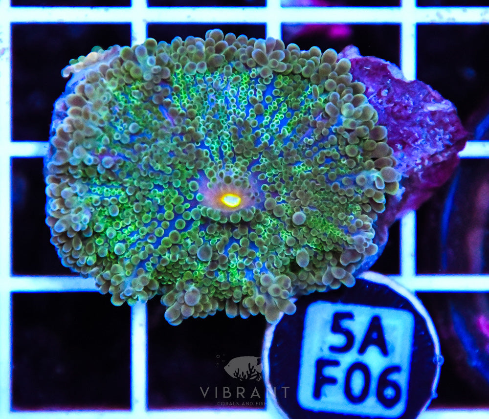 Mushroom Ultra SOL