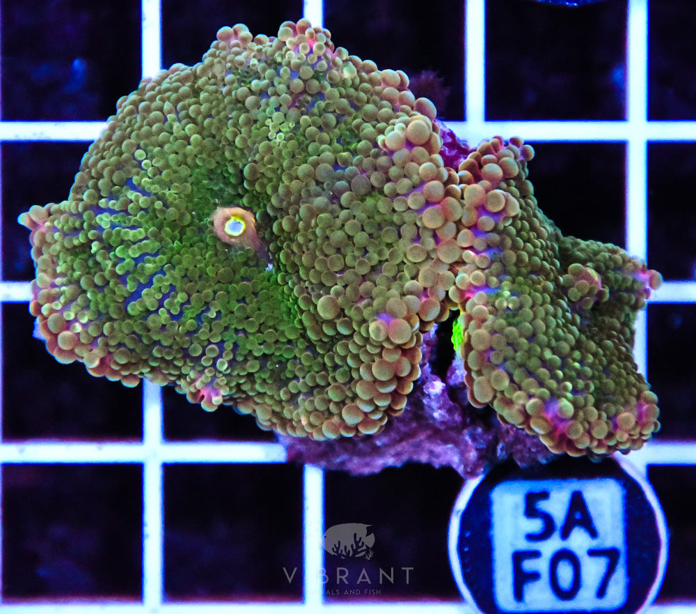 Mushroom Ultra SOL