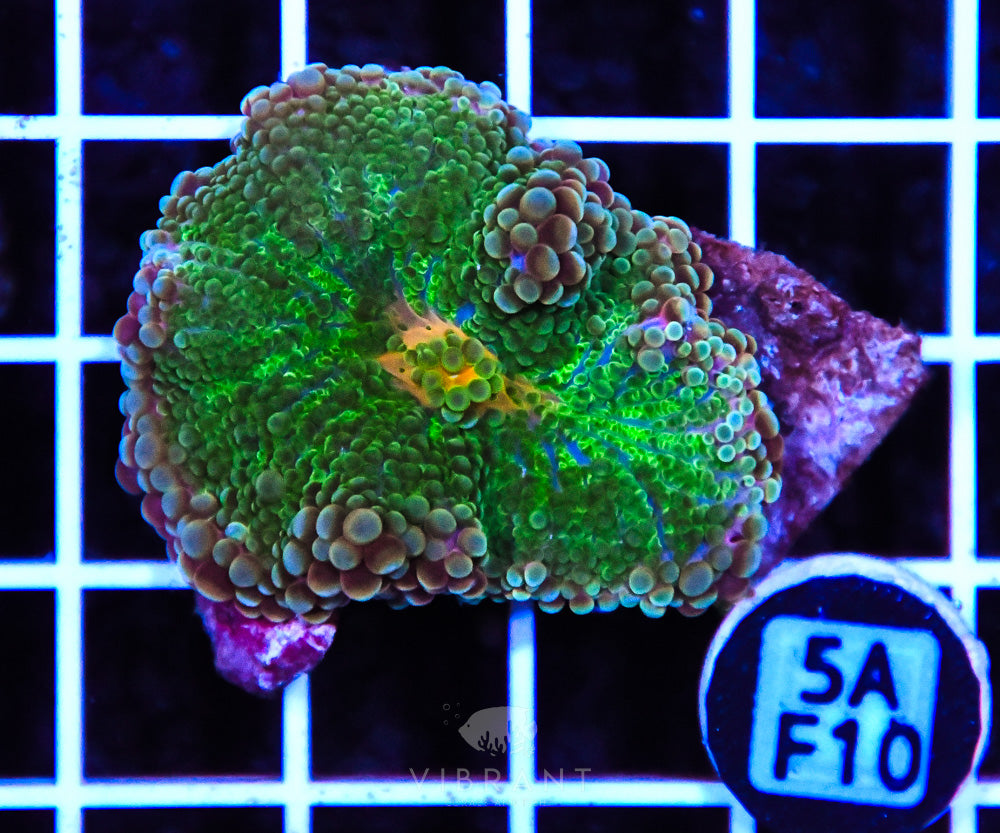 Mushroom Ultra SOL