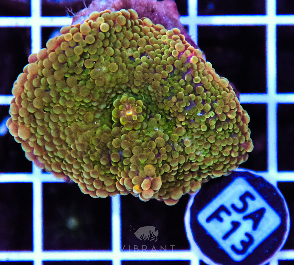 Mushroom Ultra SOL
