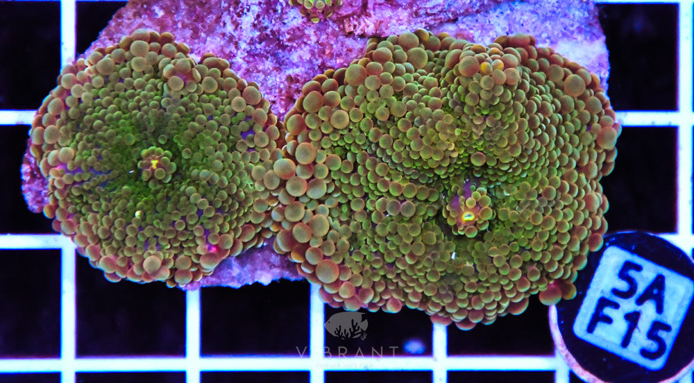 Mushroom Ultra SOL