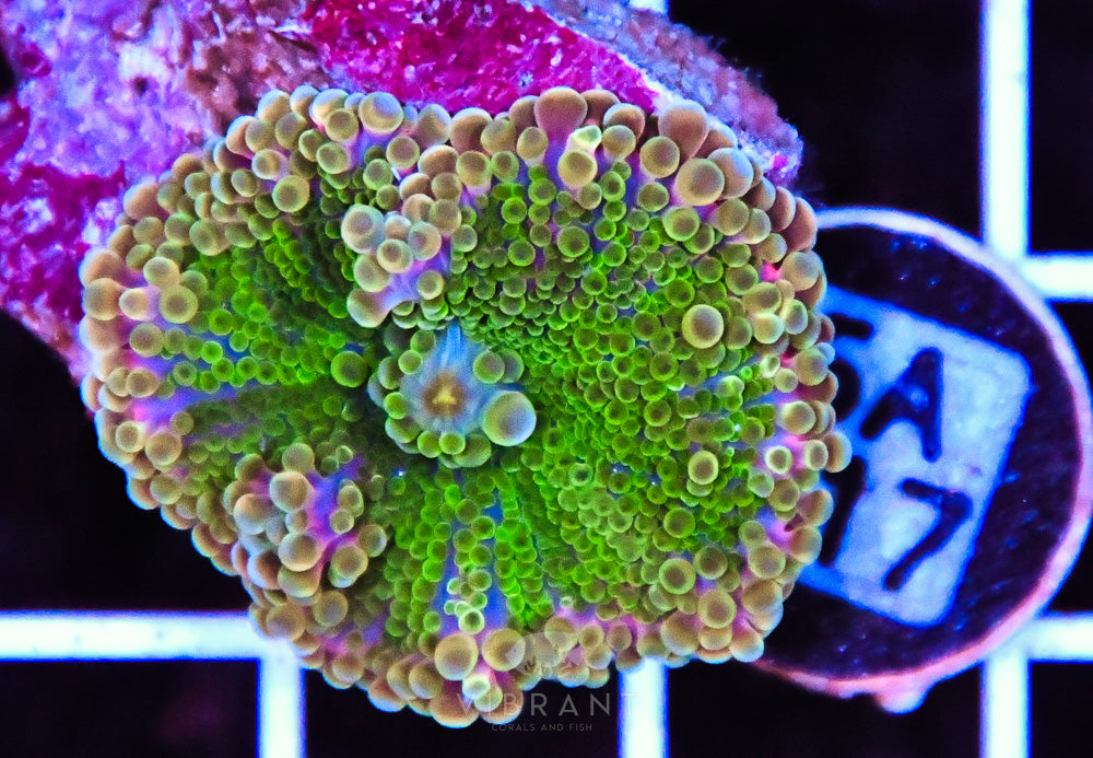 Mushroom Ultra SOL