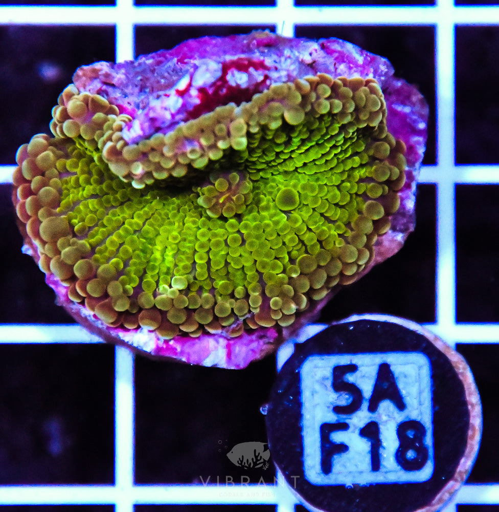 Mushroom Ultra SOL