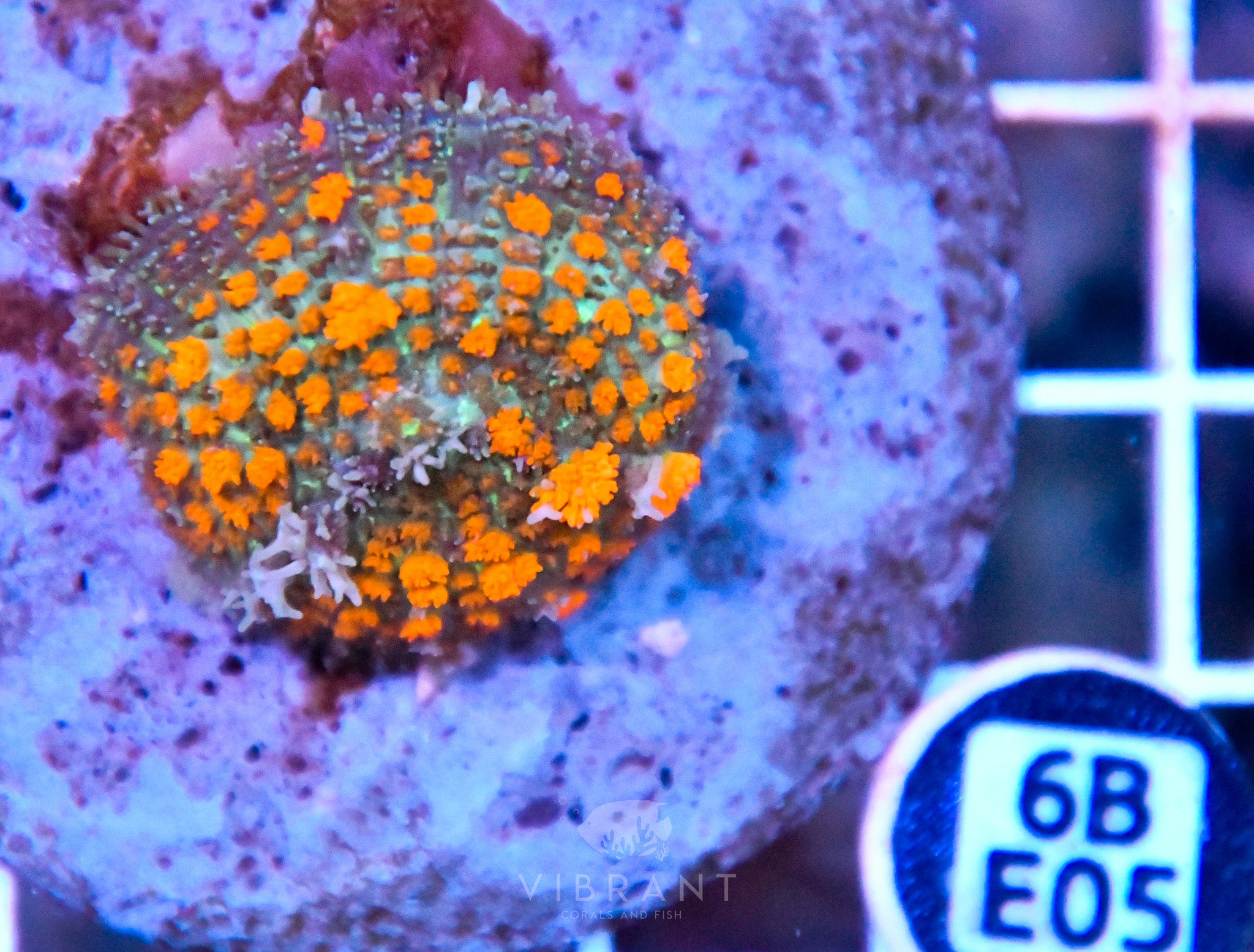 Mushroom INDO