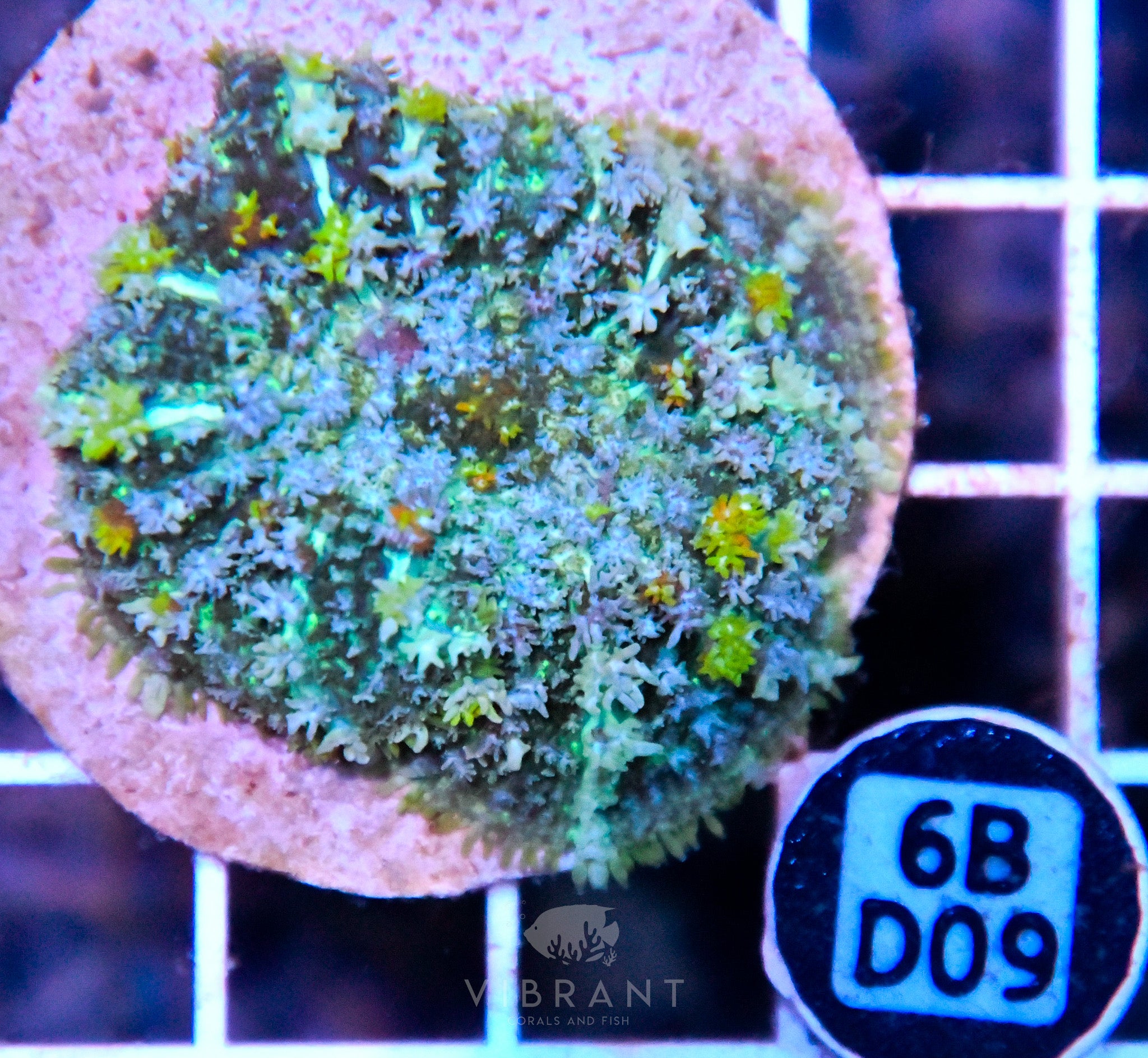 Mushroom INDO