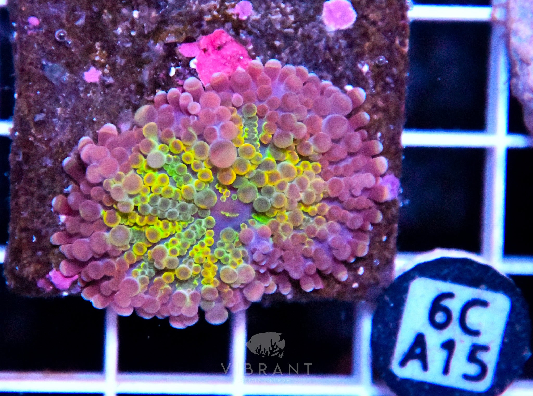 Mushroom INDO